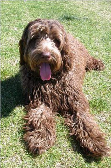 Labradoodle thief guilty of man's murder