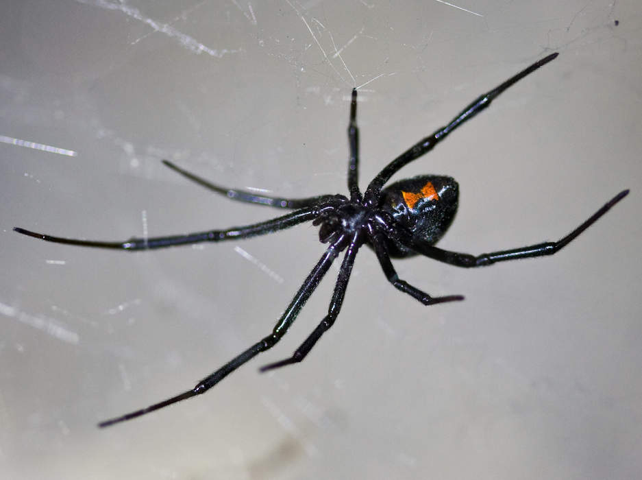 Brown Widow Spiders’ Aggression Likely Driver Of Black Widow Decline