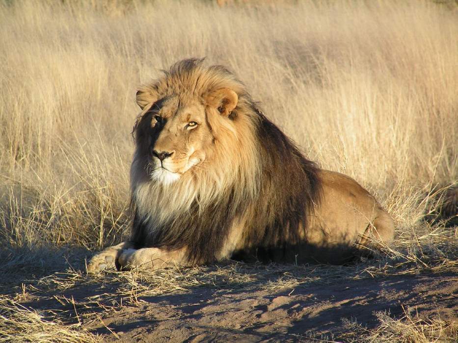 Uganda: Lions found dead in Queen Elizabeth National Park