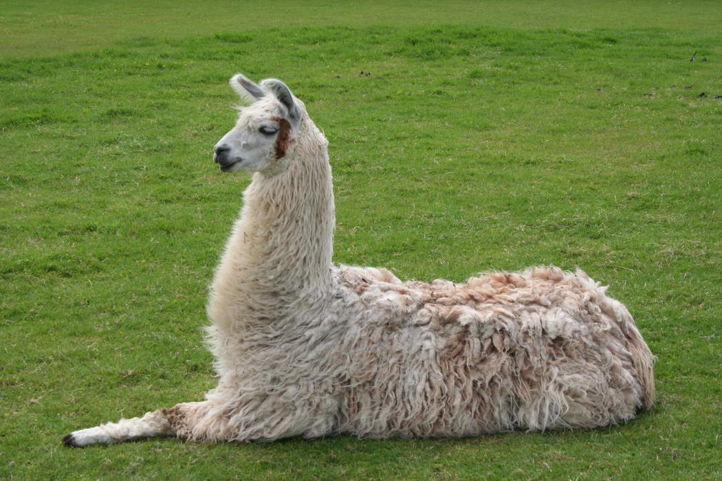Cumbria: Llamas on the loose on A66 bring traffic to a standstill