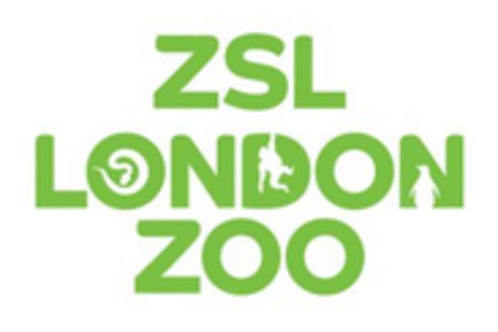 London Zoo: 'Cubcam' footage shows newborn rare Sumatran tiger
