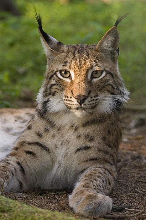 Lynx reintroduction 'needs public support'