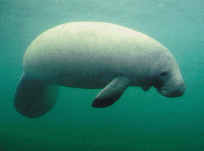 Manatee with 'Trump' scrawled on its back sparks outrage from wildlife experts