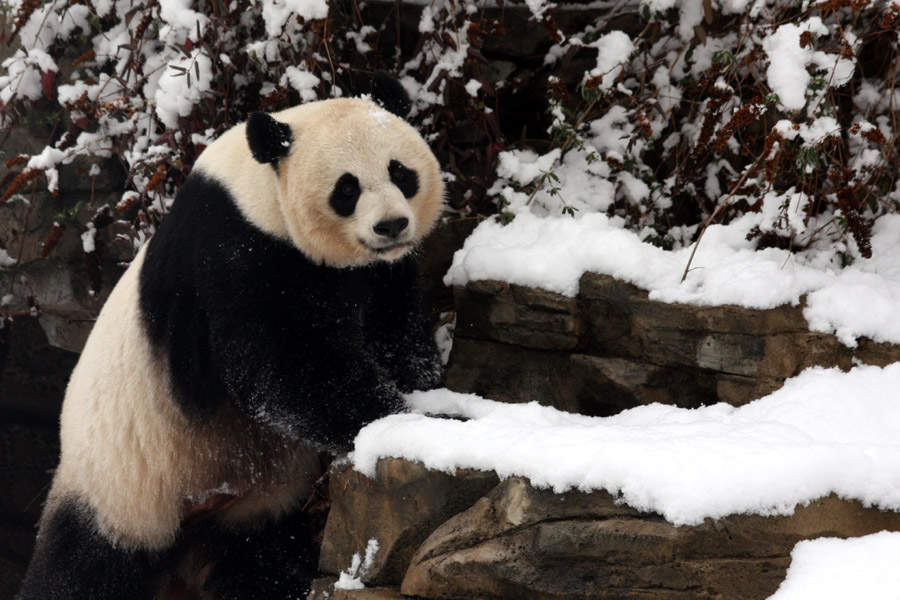 Pandas play in Washington DC snow
