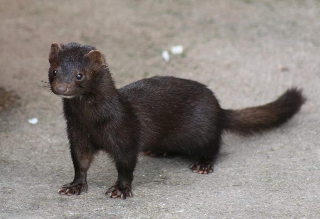 Dead mink infected with a mutated form of COVID-19 rise from graves after mass culling