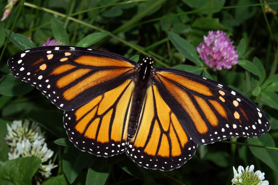 What We Know About Monarch Migration: The Amazing ‘Last Mile’ – OpEd