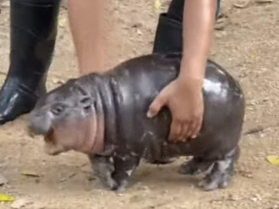Thousands celebrate baby hippo Moo Deng's first birthday at a Thailand zoo