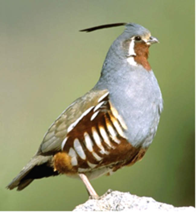 Mountain Quail May Benefit From High Severity Wildfire