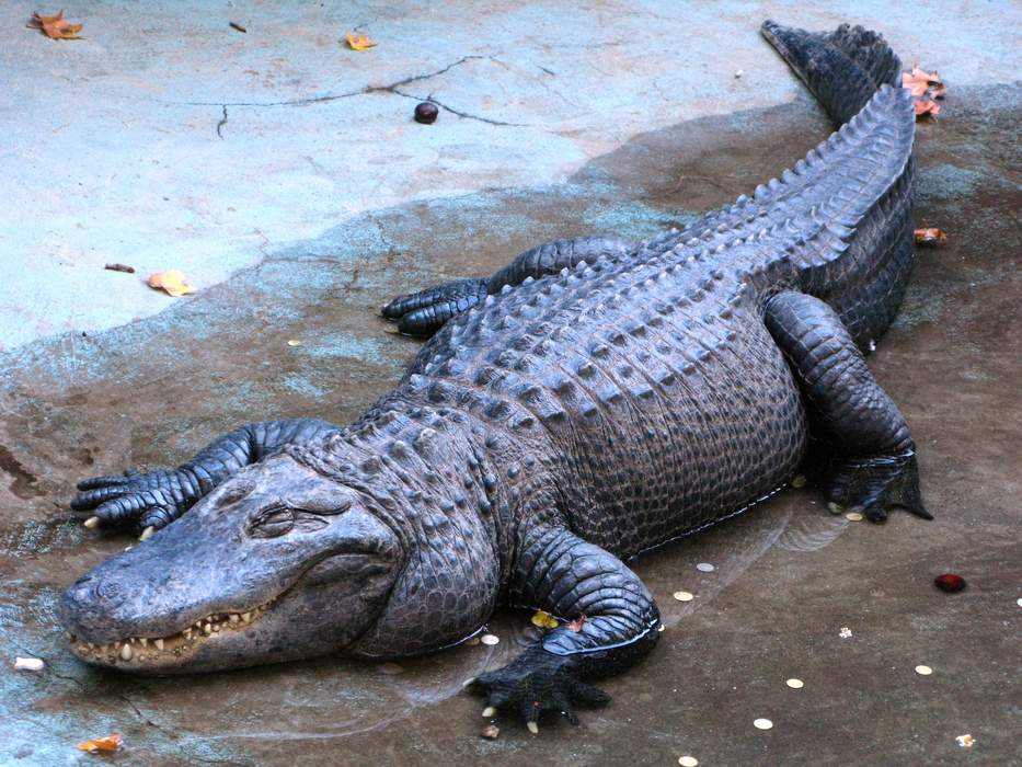 'World's oldest' alligator Muja celebrates 85th birthday at Belgrade Zoo