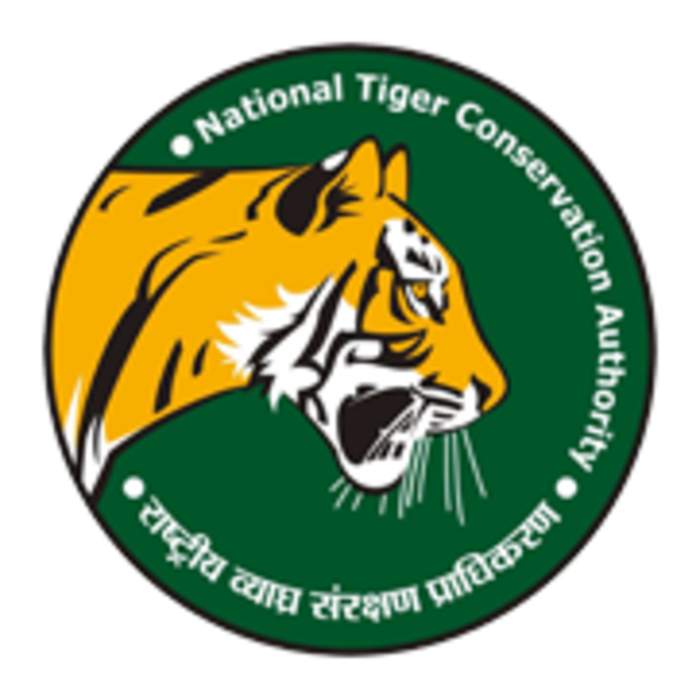 146 tigers dead in 9 months, highest in last 11 years: NTCA