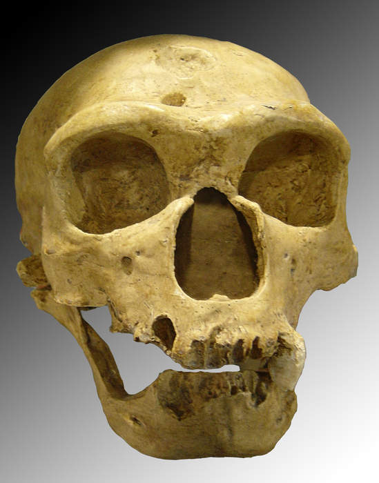 Face of 75,000-year-old Neanderthal woman reconstructed