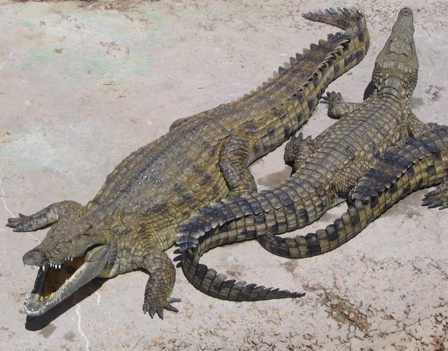 Help Wanted, ALMA, Nile Crocodile