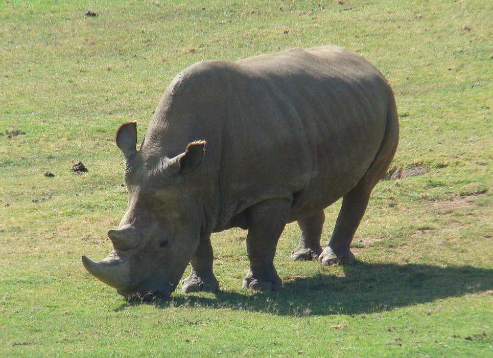 Five New Embryos And New Surrogate Mothers Added To Northern White Rhino BioRescue Project