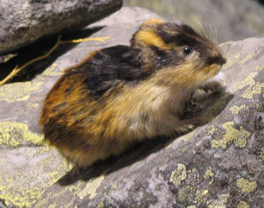 Big Lemming Populations Are Important For Far More Than Just Predators