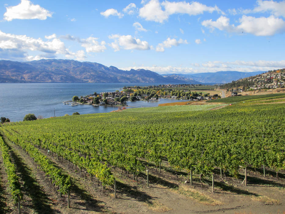 After years of losses, fruit growers in the Okanagan celebrate bountiful harvest