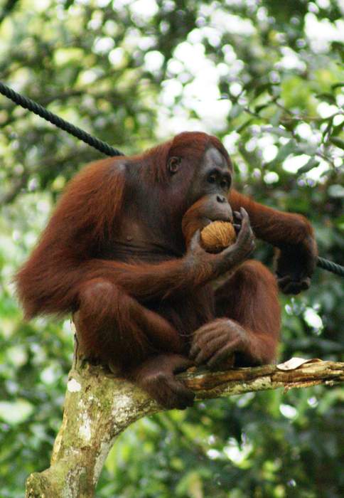 Wild first aid: Orangutan applies medicinal plant to treat facial wound