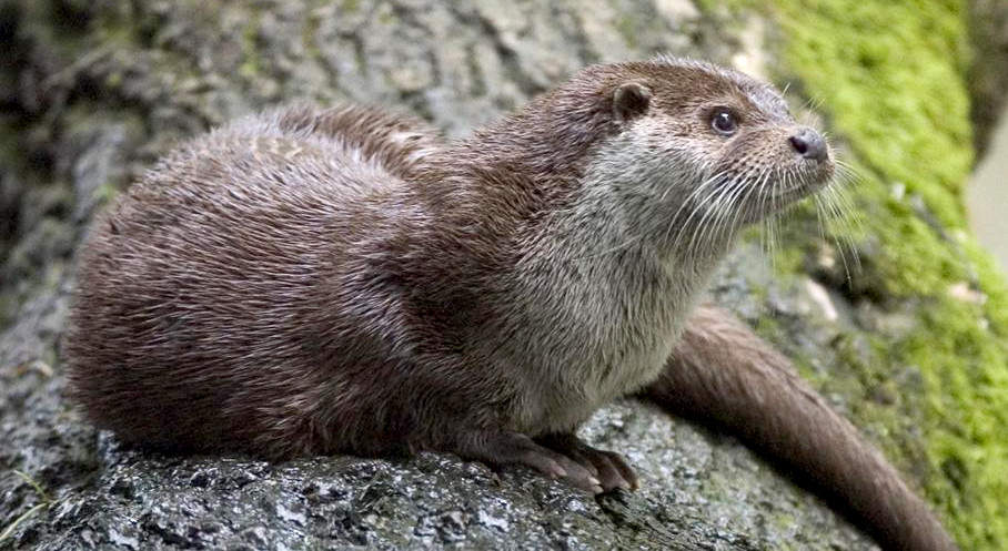 Otter filmed hunting for food in Plymouth Sound