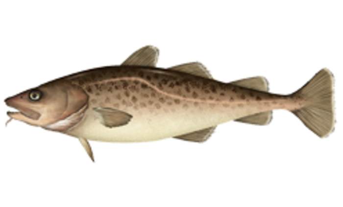 Pacific Cod Can’t Rely On Coastal Safe Havens For Protection During Marine Heat Waves
