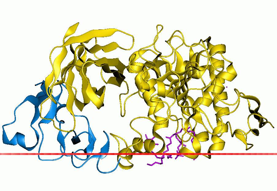 Pancreatic enzymes (medication)