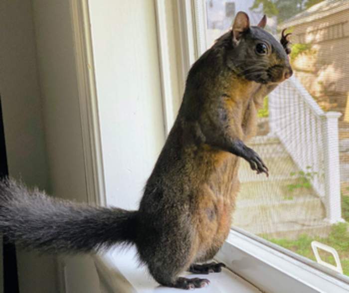 Peanut (squirrel)