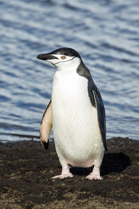 Penguin swims 5,000 miles to visit man who saved his life