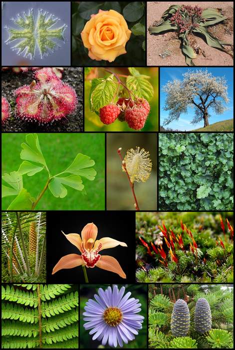 Save 66% on a lifetime subscription to this intuitive plant identification app