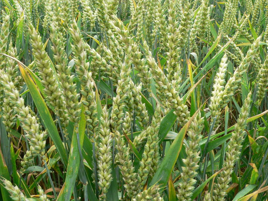 Rabi acreage declines 3%, may hit overall 2023-24 foodgrain output