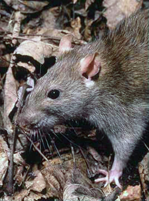 Rat remains found in Japanese bread triggers recall and refunds