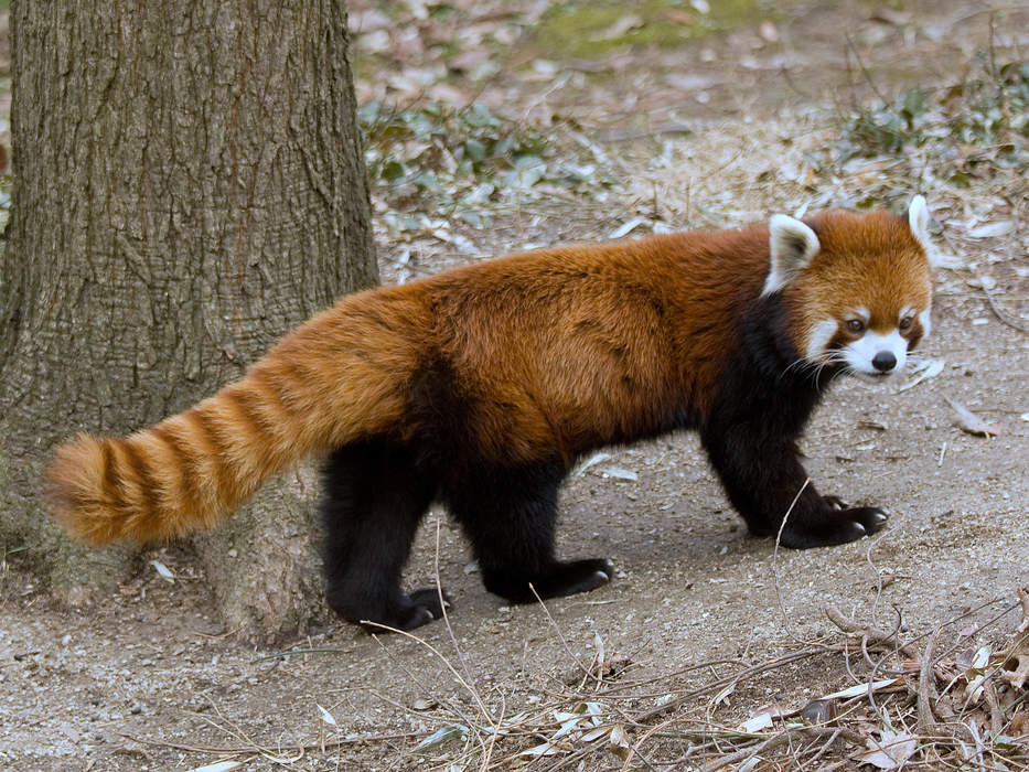 Performer Red Panda Injured In Fall At Fever Game, Caitlin Clark Sends Well Wishes