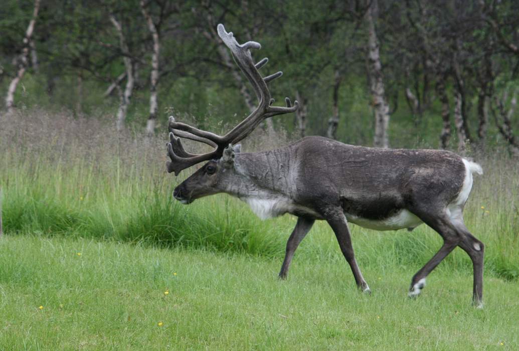 Coevolution Helps Santa’s Reindeer Feast After Flight