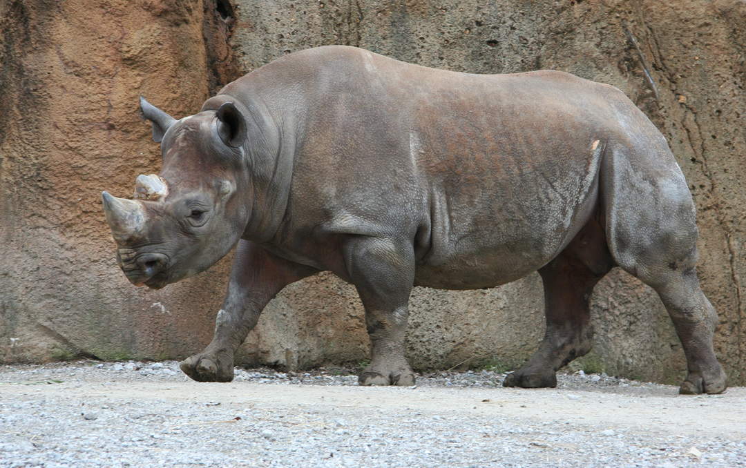 Watch: Rhinos 'scared' by Christmas pudding present