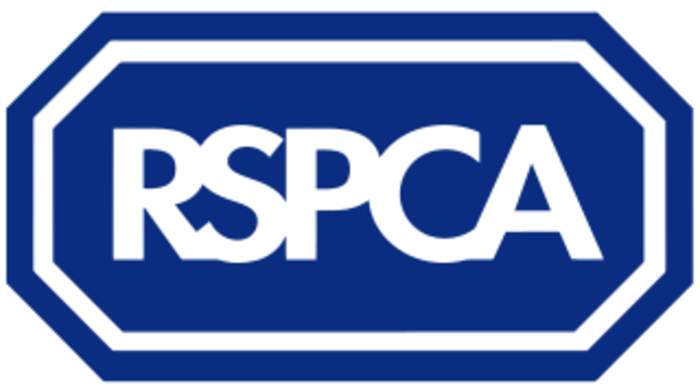 RSPCA seize 65 dogs from van and house on Isle of Wight