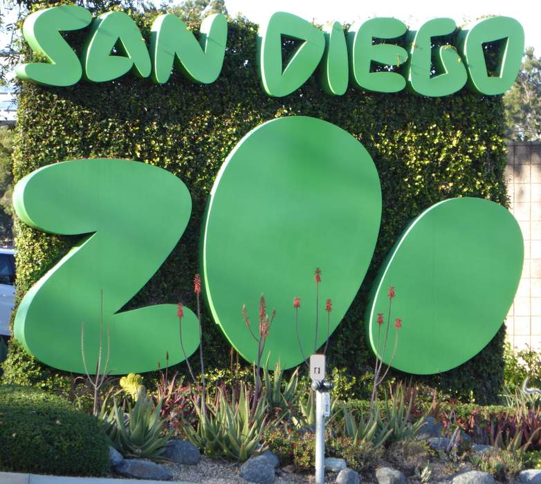 2 gorillas at San Diego Zoo test positive for COVID-19