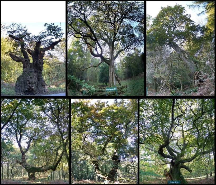 Veteran '500-year-old' tree falls in protected woods