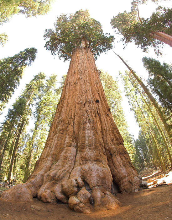 Sequoia National Park’s ‘Four Guardsmen’ trees protected from fire