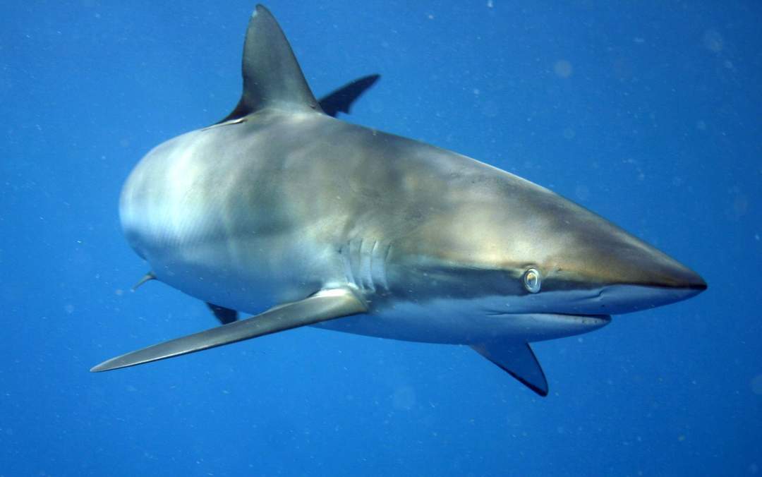 Silky Shark Makes Record Breaking Migration