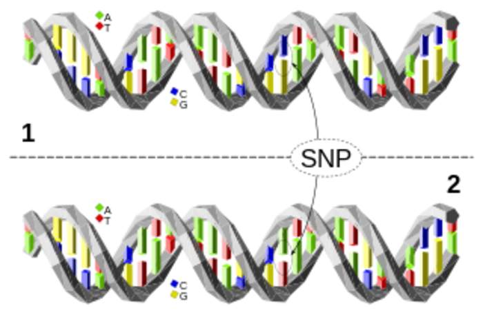 Single-nucleotide polymorphism