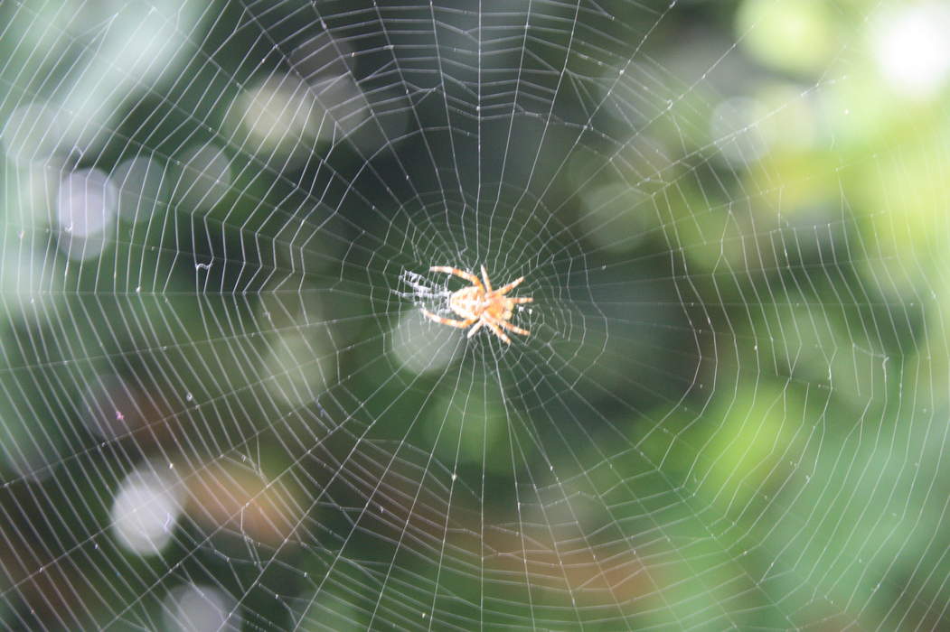 Spider web