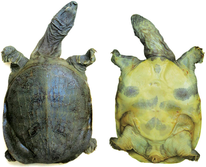 Breeding Programs Initiated In Vietnam To Help Turtle Species Threatened By Extinction