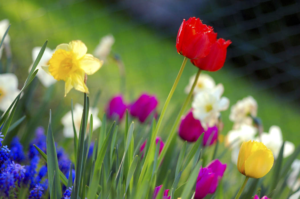 Spring (season)