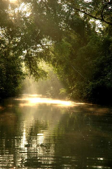 Sundarbans: Why the world’s largest mangrove forest is sinking