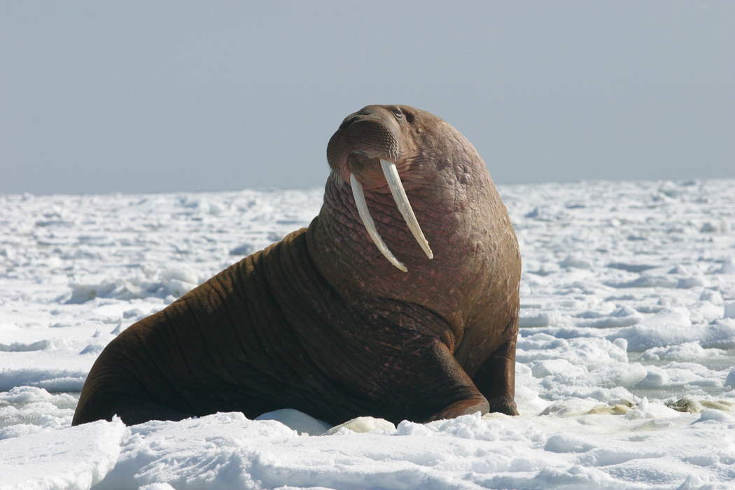 Thor the Walrus photograph wins national award