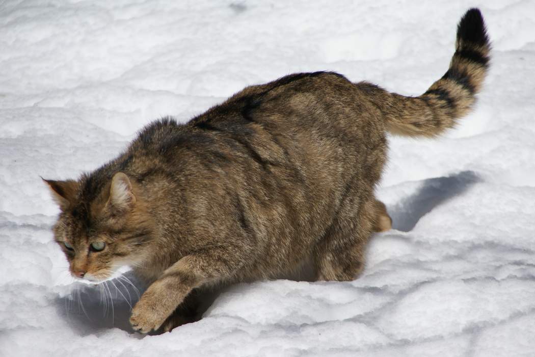 European Wildcats Avoided Introduced Domestic Cats For 2,000 Years