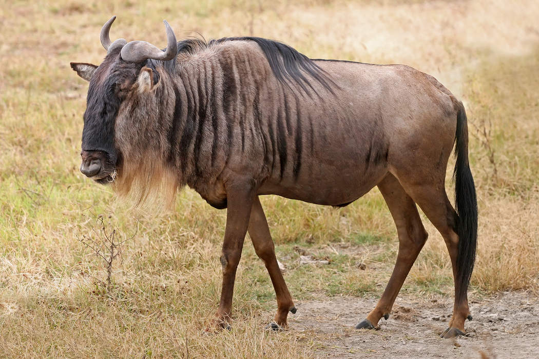 News24 | Rand plunges after DA threatens to walk away from GNU