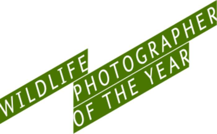 Wildlife Photographer of the Year: Horseshoe crab wins gold