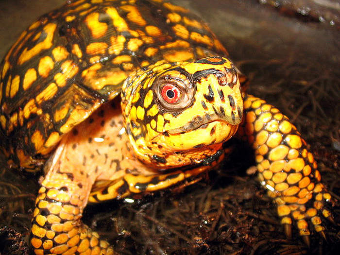 It's World Turtle Day: Slow down to appreciate these ancient and diverse creatures