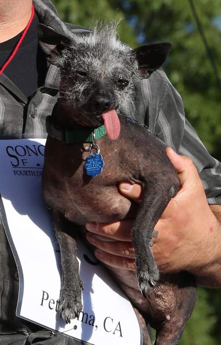 World’s Ugliest Dog: Mr. Happy Face, a Chihuahua Mix With a Mohawk