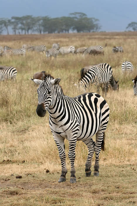 4 Zebras Broke Free on a Highway. A Rodeo Clown Stepped In.