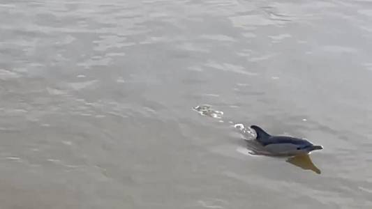 Two dolphins found dead on River Thames