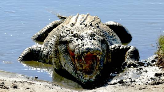 Crocodile 'responsible for man's death' killed in third fatal attack of year